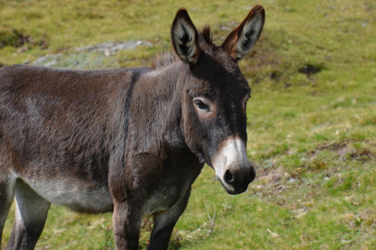 Platzer Alm 29.08.2018